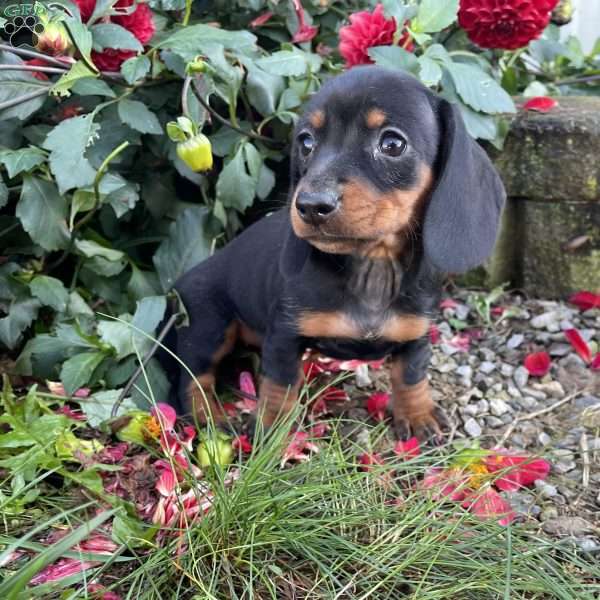 Beth, Dachshund Puppy